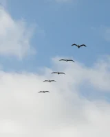 Dubsie Liftoff is on the beach in sexy summer dress, she poses in sexy blue bikini and flashes hairy pussy and erected nipples