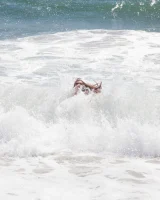Sweet brunette Natalie Moore is sexy in the sea and on the beach wearing blue and pink bikini