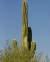 Amateur American Rebel Tee and Sofia Orlova shows theirs hot curves in sexy swimsuits