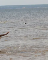 Two girlfriends in bikinis poses in the water outside